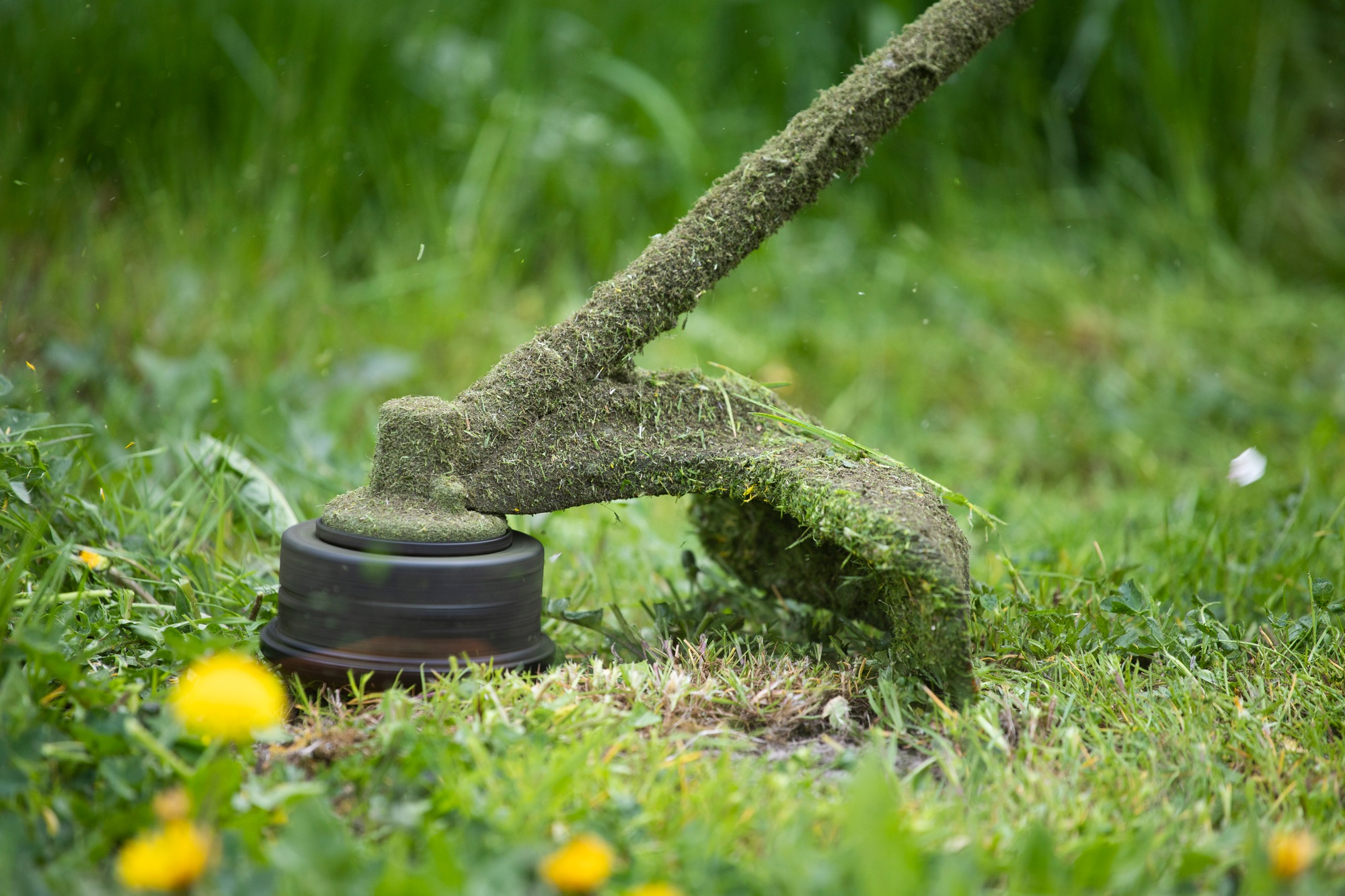 A lawn mower is cutting green grass